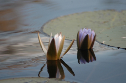Waterlilies X 2 